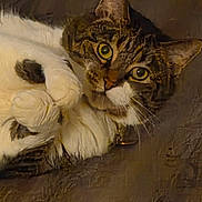 Bb is registered to the contest to win money with this photo: animal, cat, close_up, cozy, cute, domestic_animal, eyes, face, feline, fur, indoor, lying_down, paw, pet, portrait, resting, tabby, texture, whiskers, white_fur