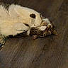 Bb joined the competition — help win amazing prizes! animal, brown, cat, cute, domestic_cat, floor, fur, indoor, lying_down, mammal, paws, pet, portrait, relaxed, resting, sleepy, tabby, texture, whiskers, white_fur