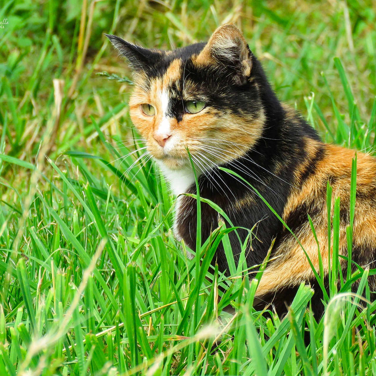 Minette a rejoint le concours — aidez-le/la à gagner de superbes lots ! abyssinian, animal, cat, countryside, field, grass, grassland, green, herbs, kitten, lawn, manx, meadow, nature, outdoors, pet, plant, reed, rural, vegetation