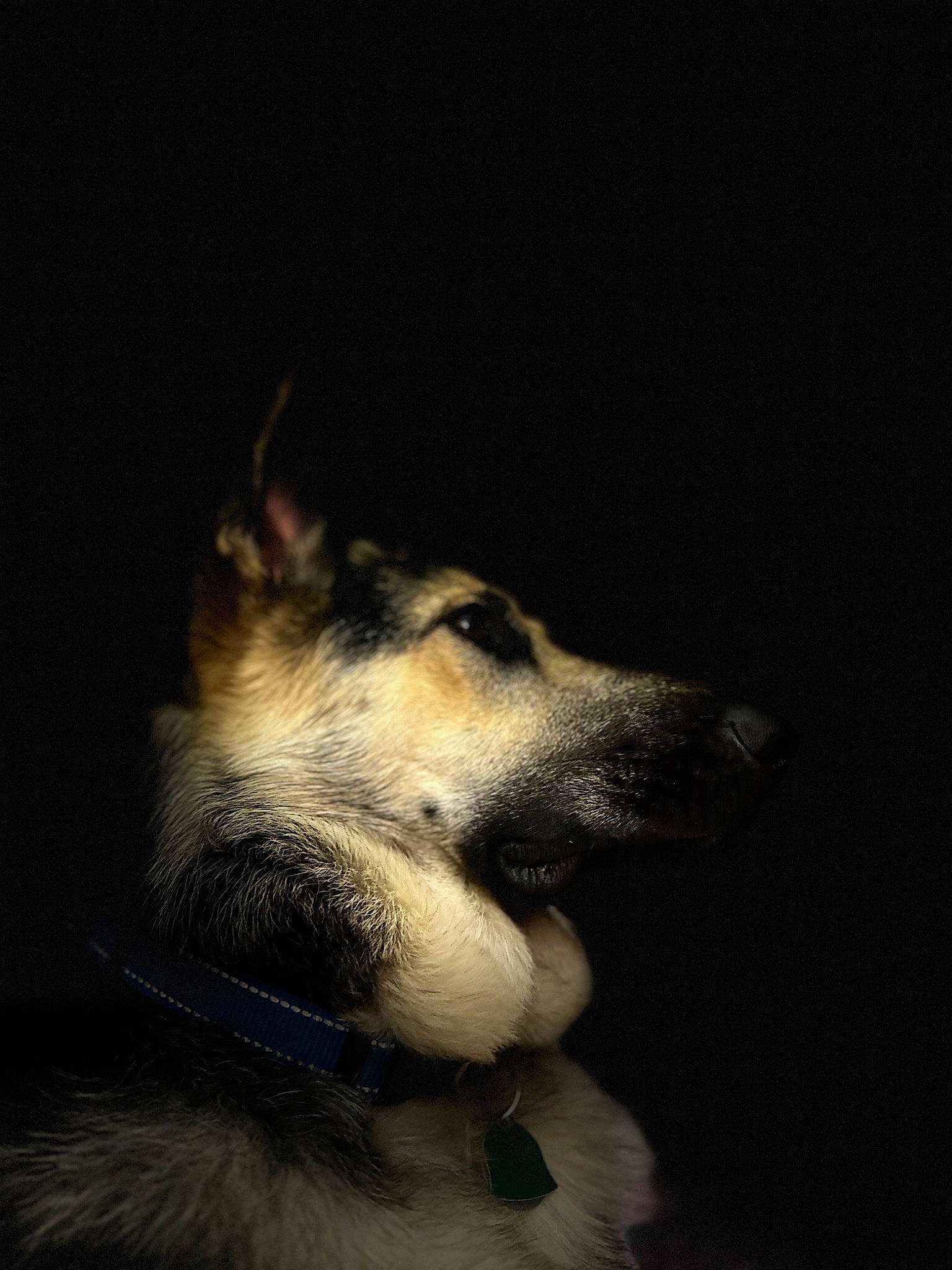 Drake is registered to the contest to win money with this photo: canidae, canis, carnivore, companion_dog, darkness, dog, dog_breed, electric_blue, flash_photography, fur, jaw, sled_dog, snout, sporting_group, terrestrial_animal, whiskers, wildlife, working_dog