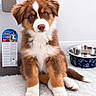 Booba a rejoint le concours — aidez-le/la à gagner de superbes lots ! puppy, dog, brown, white, fur, pet_food, dog_bowl, rug, indoor, cute, fluffy, sitting, looking, container, metal, illustration, adorable, animal, young, floor