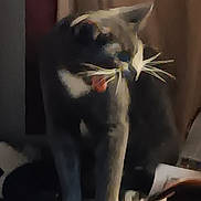 Buddy is registered to the contest to win money with this photo: animal, black_and_white_cat, blanket, cat, cozy, curtains, cushion, ears, feline, home, indoors, leaf, orange_cushion, paws, pet, plant, portrait, short_hair, sitting, whiskers