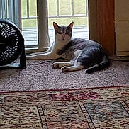Cleopatra joined the competition — help win amazing prizes! cat, indoor, carpet, fan, door, glass_door, relaxed, pet, animal, home, floor, window, light, resting, feline, domestic, quiet, cozy, gray_and_white, tail