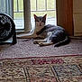 cat, indoor, carpet, fan, door, glass_door, relaxed, pet, animal, home, floor, window, light, resting, feline, domestic, quiet, cozy, gray_and_white, tail