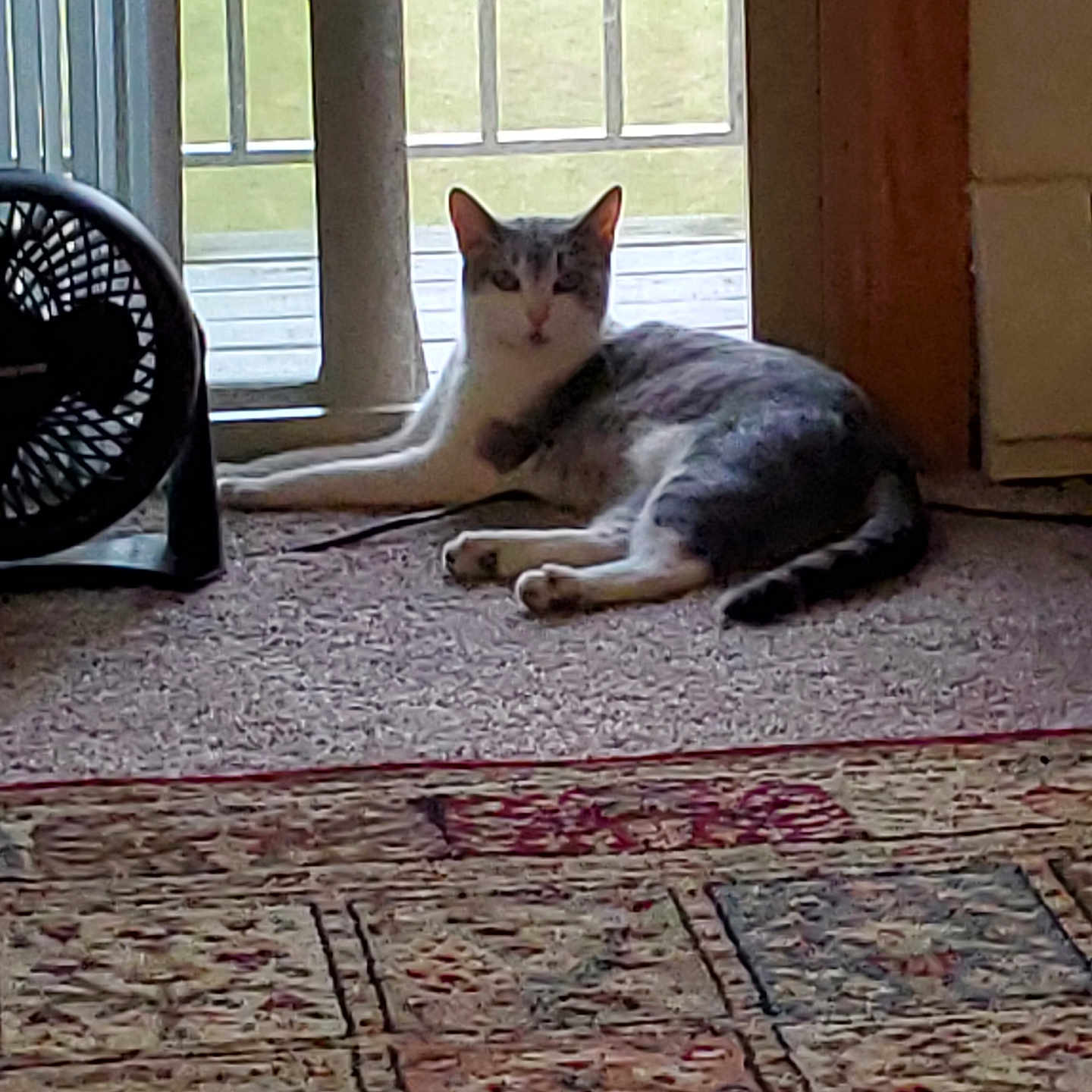 Cleopatra joined the competition — help win amazing prizes! animal, carpet, cat, cozy, domestic, door, fan, feline, floor, glass_door, gray_and_white, home, indoor, light, pet, quiet, relaxed, resting, tail, window