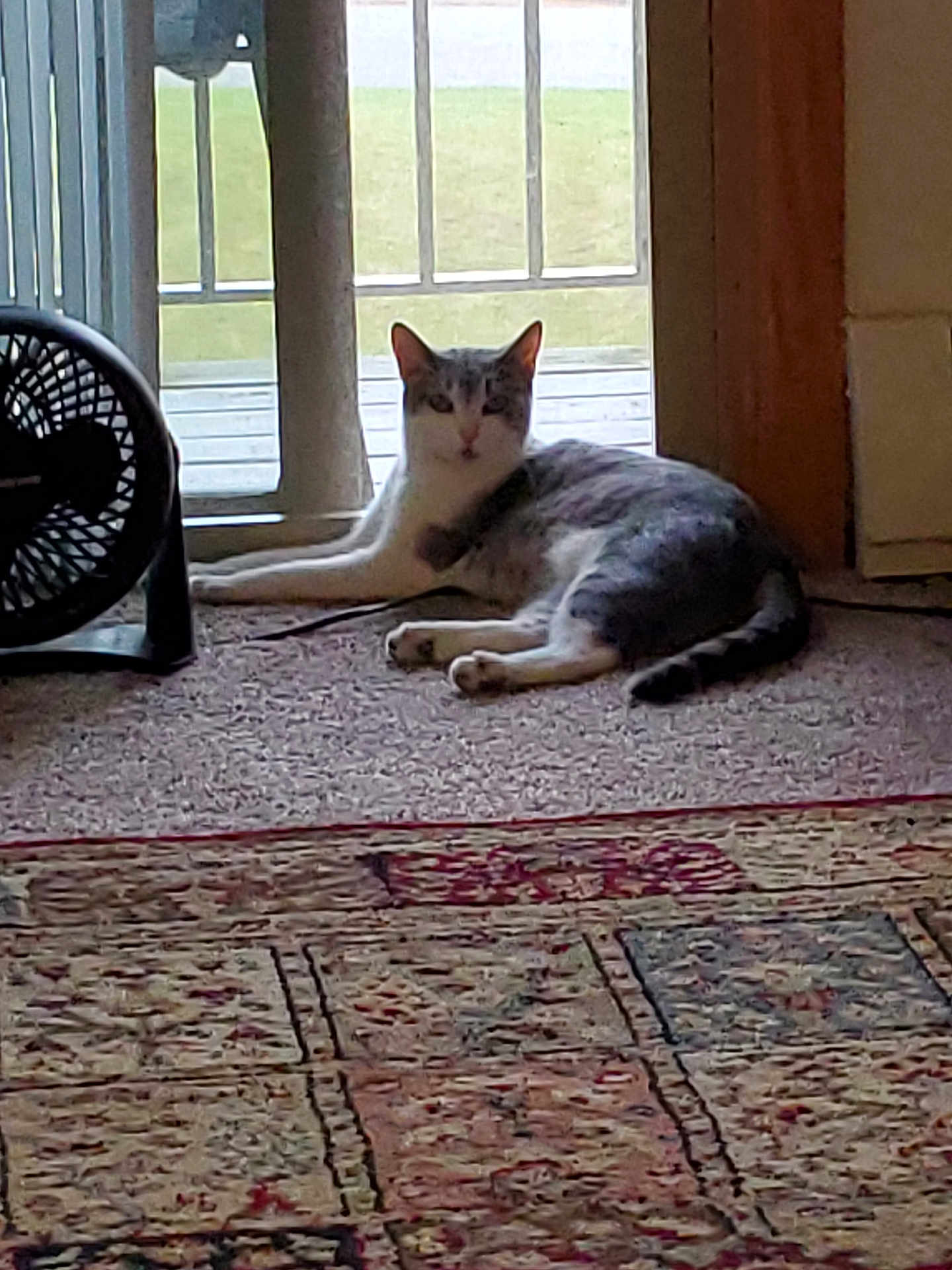Cleopatra joined the competition — help win amazing prizes! cat, indoor, carpet, fan, door, glass_door, relaxed, pet, animal, home, floor, window, light, resting, feline, domestic, quiet, cozy, gray_and_white, tail