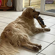 Revka participe au concours pour gagner de l'argent avec cette photo : animal, cabinet, companion, curtains, dog, domestic, door, floor, fur, golden_retriever, home, indoor, laying_down, mouth_holding, pet, relaxed, stuffed_animal, tile_floor, toy, window