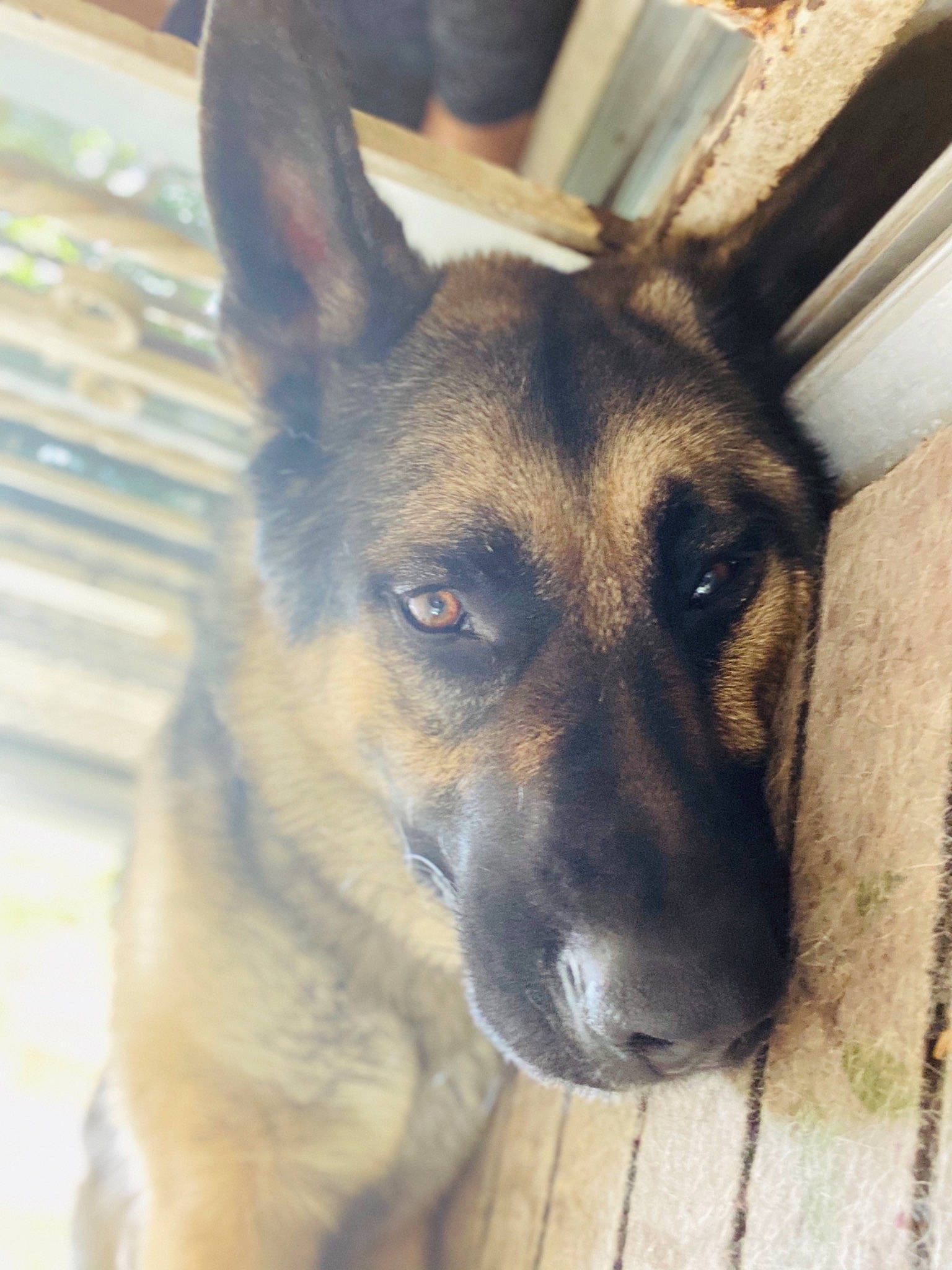 Rocko joined the competition — help win amazing prizes! belgian_shepherd, belgian_shepherd_malinois, canidae, carnivore, dog, dog_breed, ear, east_european_shepherd, fawn, german_shepherd_dog, king_shepherd, kunming_wolfdog, mammal, old_german_shepherd_dog, rare_breed_dog, shiloh_shepherd_dog, snout, vertebrate