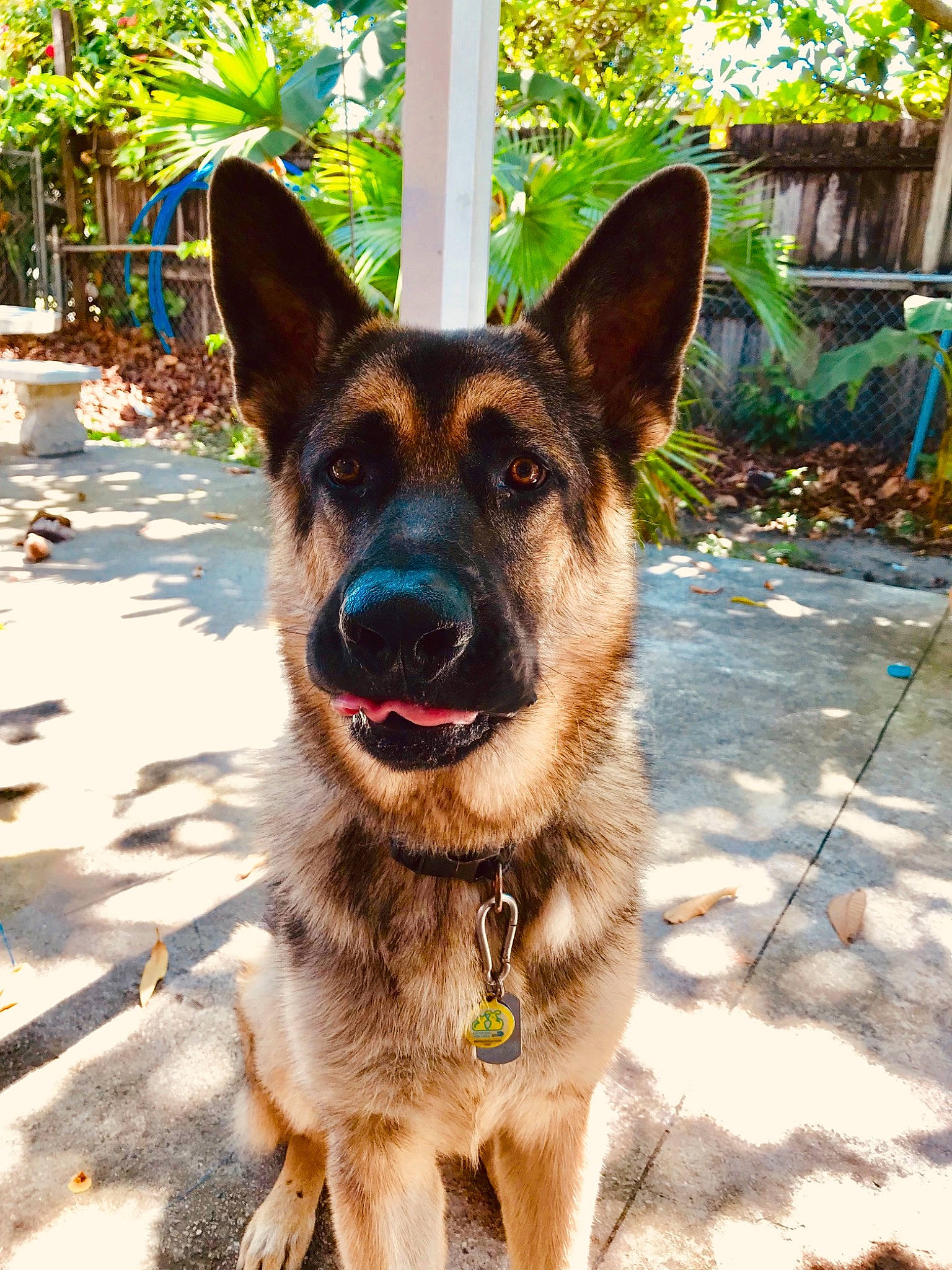 Rocko is registered to the contest to win money with this photo: belgian_shepherd, canidae, carnivore, dog, dog_breed, ear, east_european_shepherd, fawn, german_shepherd_dog, king_shepherd, kunming_wolfdog, mammal, old_german_shepherd_dog, police_dog, rare_breed_dog, shiloh_shepherd_dog, snout, vertebrate, working_dog