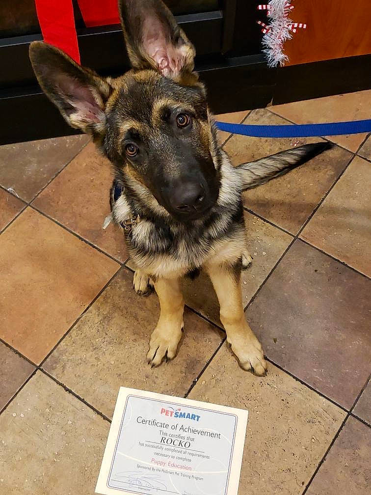 Rocko is registered to the contest to win money with this photo: canidae, carnivore, dog, dog_breed, east_european_shepherd, fawn, german_shepherd_dog, king_shepherd, kunming_wolfdog, mammal, norwegian_elkhound, rare_breed_dog, shiloh_shepherd_dog, snout, swedish_vallhund, vertebrate, working_dog