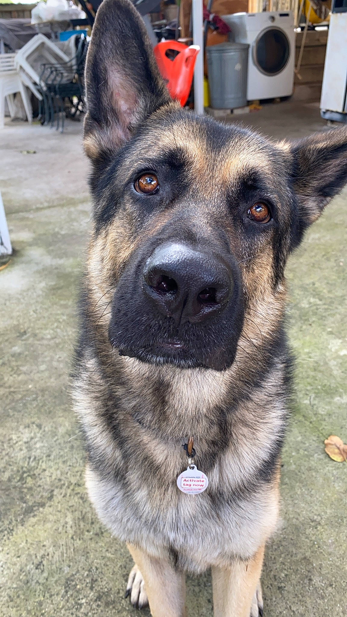 Rocko joined the competition — help win amazing prizes! canidae, carnivore, dog, dog_breed, east_european_shepherd, fawn, german_shepherd_dog, king_shepherd, kunming_wolfdog, mammal, norwegian_elkhound, old_german_shepherd_dog, rare_breed_dog, shiloh_shepherd_dog, snout, vertebrate