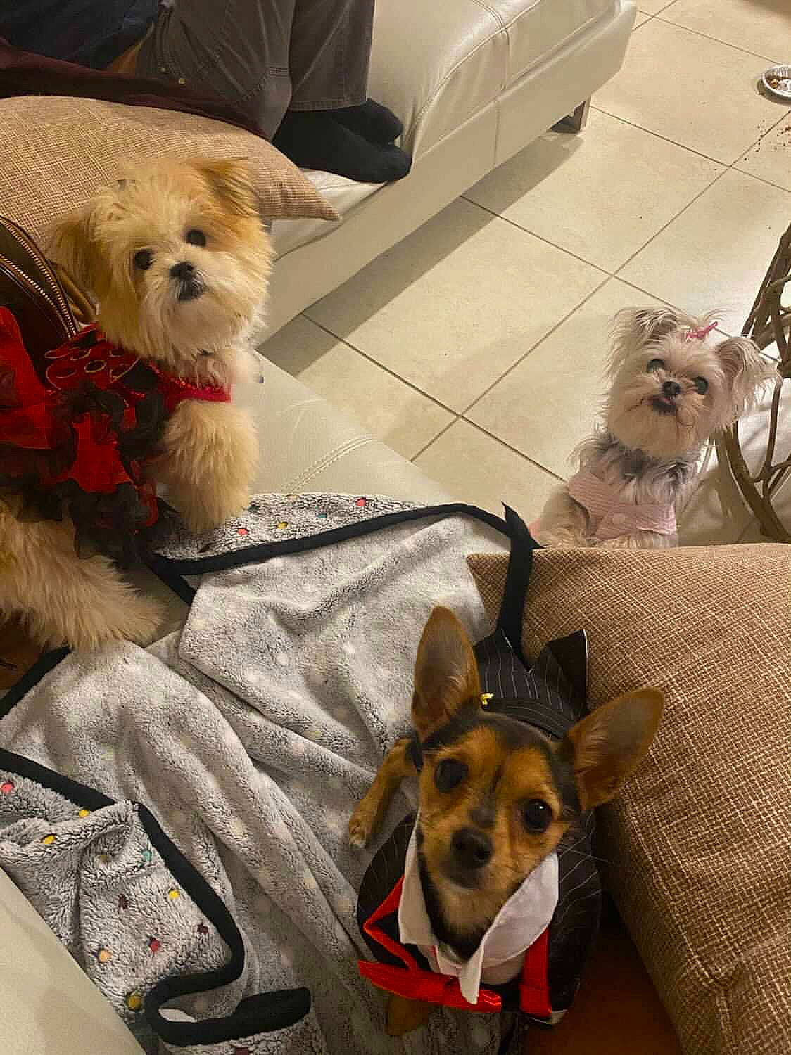 Leia is registered to the contest to win money with this photo: canidae, carnivore, chihuahua, companion_dog, dog, dog_breed, dog_clothes, ear, fawn, mammal, morkie, non_sporting_group, pembroke_welsh_corgi, puppy, puppy_love, shih_tzu, snout, toy_dog