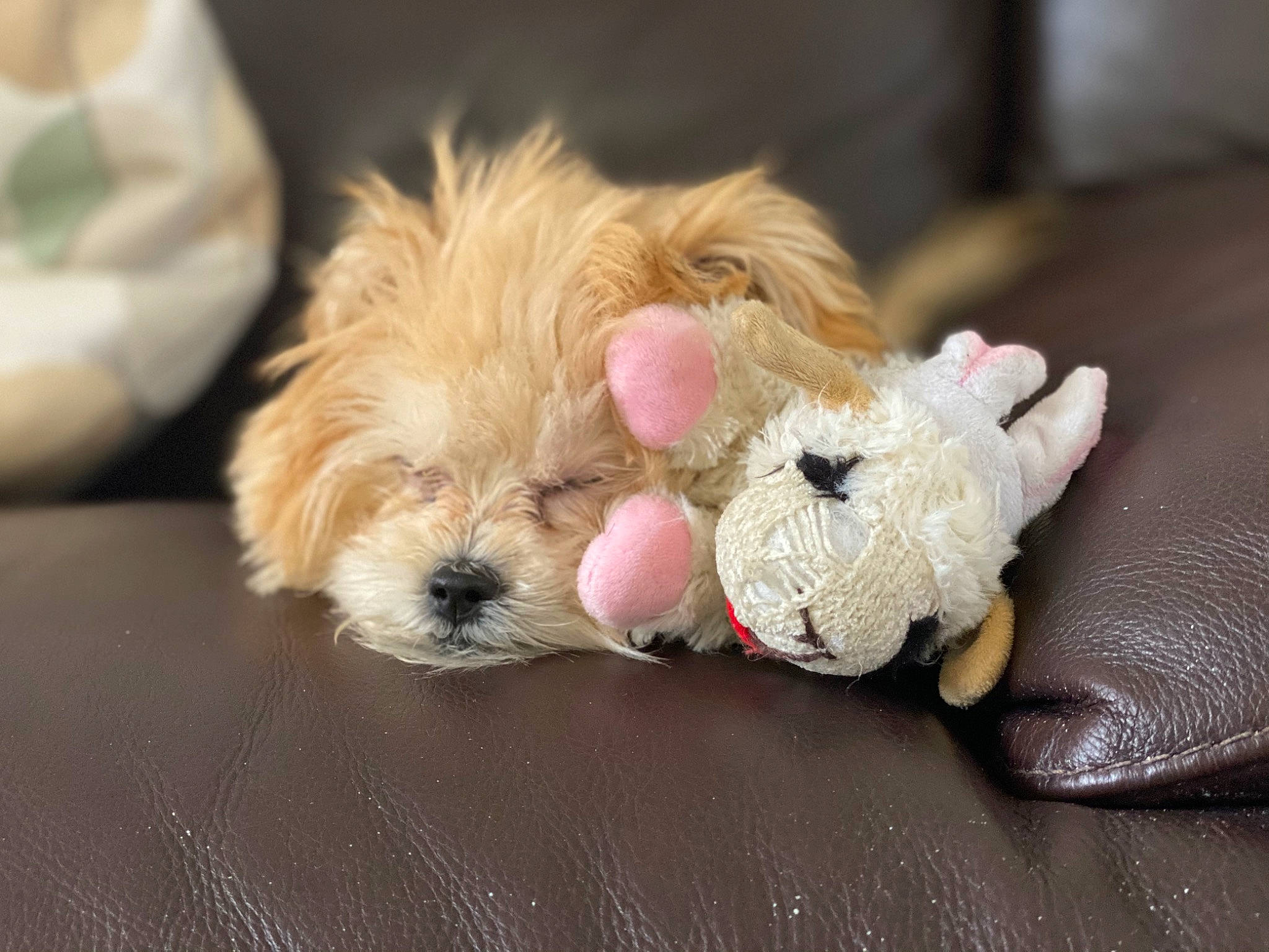 Leia is registered to the contest to win money with this photo: bolonka, canidae, carnivore, cavachon, companion_dog, dog, dog_breed, dog_toy, havanese, lhasa_apso, maltepoo, maltese, morkie, puppy, puppy_love, rare_breed_dog, schnoodle, shih_tzu, sporting_group, toy_dog