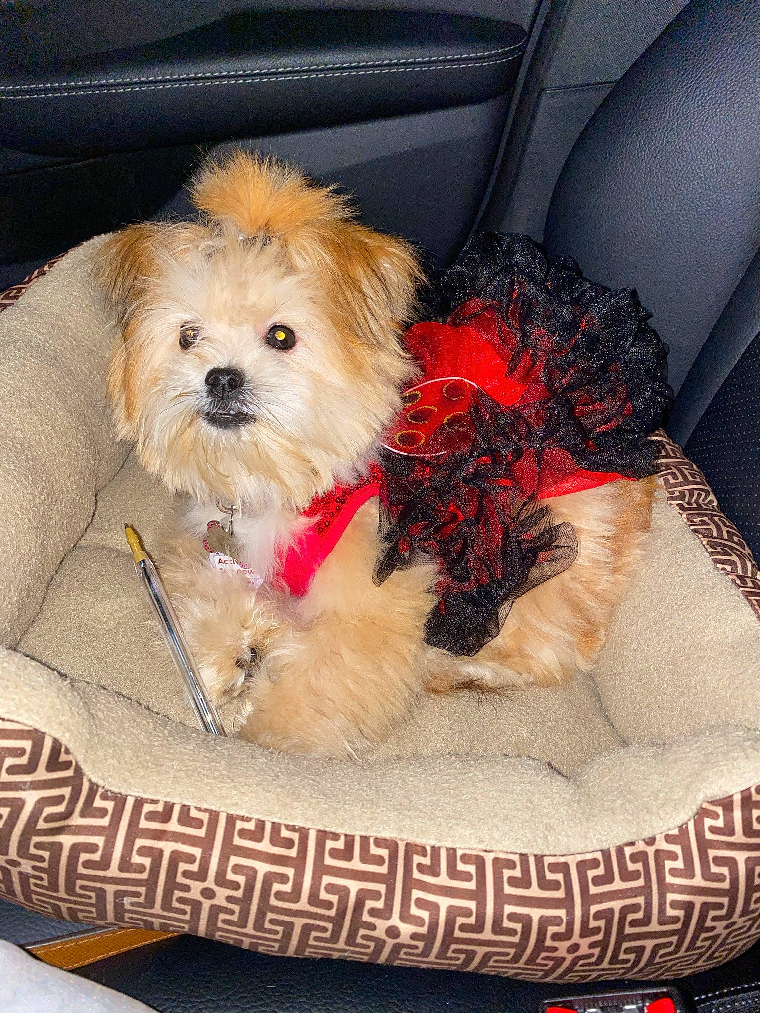 Leia is registered to the contest to win money with this photo: canidae, car_seat, carnivore, cavachon, cavapoo, chinese_imperial_dog, companion_dog, dog, dog_breed, lhasa_apso, maltepoo, maltese, mammal, morkie, pekapoo, puppy, schnoodle, shih_poo, shih_tzu, vertebrate
