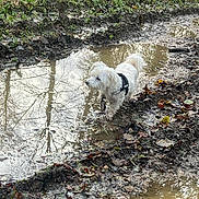 Dany participe au concours pour gagner de l'argent avec cette photo : dog, mud, puddle, outdoor, grass, leaves, wet, reflection, nature, animal, white_dog, fur, countryside, earth, trees, ground, walking, small_dog, curious, dirt