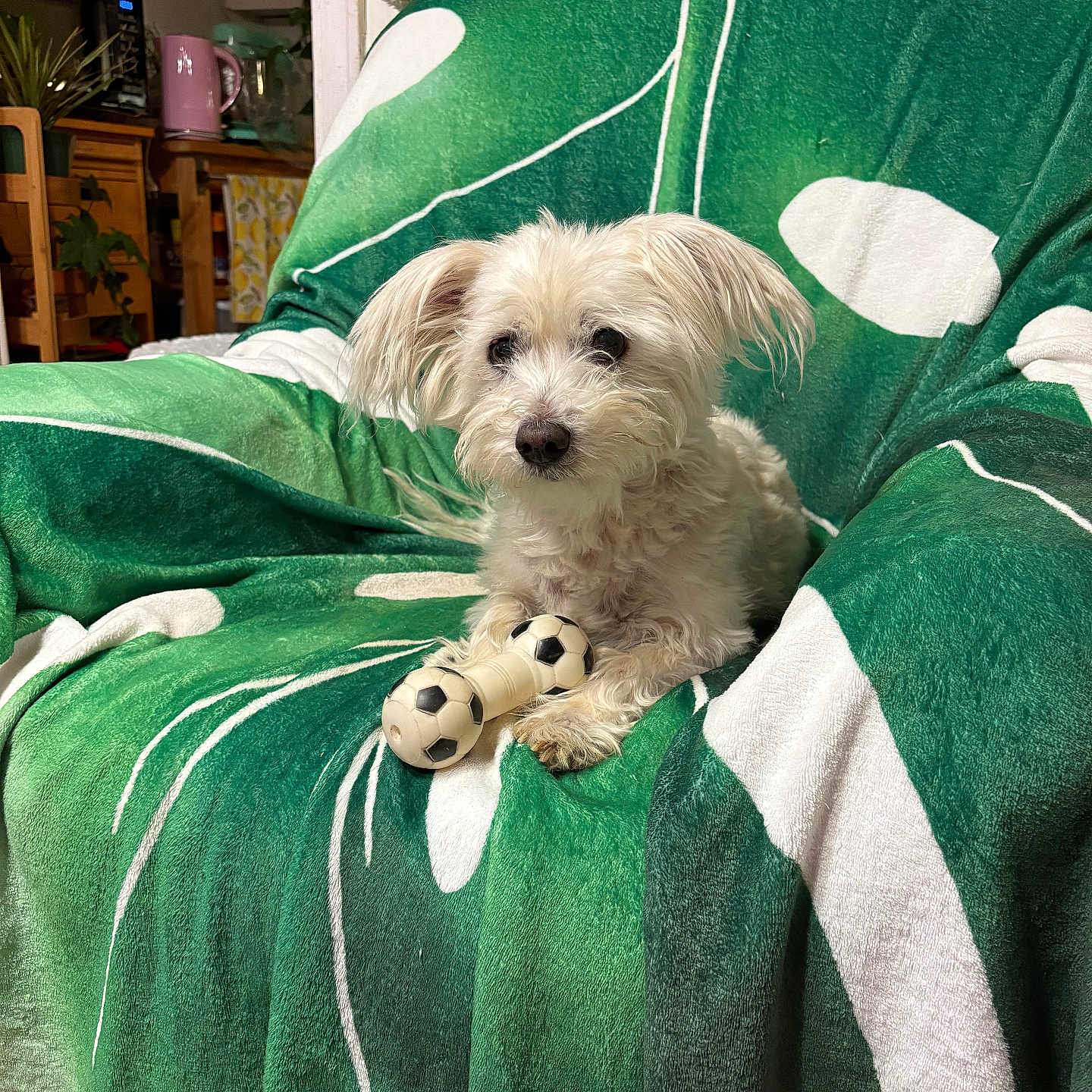 Dany a rejoint le concours — aidez-le/la à gagner de superbes lots ! animal, blanket, chair, companion, cozy, cute, dog, domestic, fluffy, fur, green_blanket, home, indoor, living_room, pet, relaxed, small_dog, soccer_ball_toy, toy, white_dog