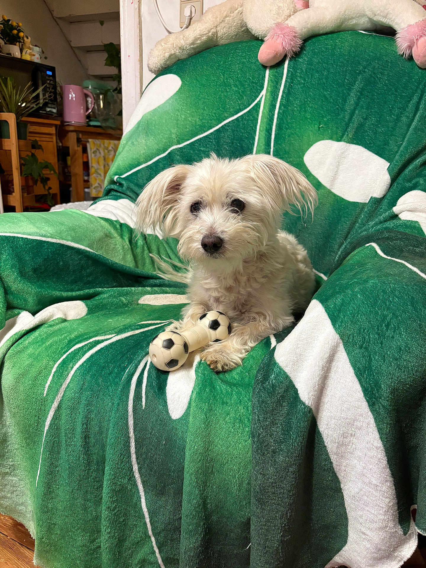 Dany a rejoint le concours — aidez-le/la à gagner de superbes lots ! dog, white_dog, toy, soccer_ball_toy, blanket, green_blanket, chair, indoor, pet, fur, cute, small_dog, home, cozy, relaxed, animal, companion, domestic, fluffy, living_room