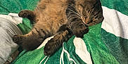 Pom participe au concours pour gagner de l'argent avec cette photo : animal, blanket, cat, cozy, cute, domestic, fluffy, fur, green, indoor, pattern, paws, pet, relaxing, resting, sleeping, soft, tabby, whiskers, white