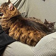 Pom participe au concours pour gagner de l'argent avec cette photo : animal, cat, companion, couch, cozy, cute, domestic_animal, feline, fur, furniture, grey_cat, indoor, mammal, pet, relaxing, resting, sleeping, tabby_cat, whiskers, yawning