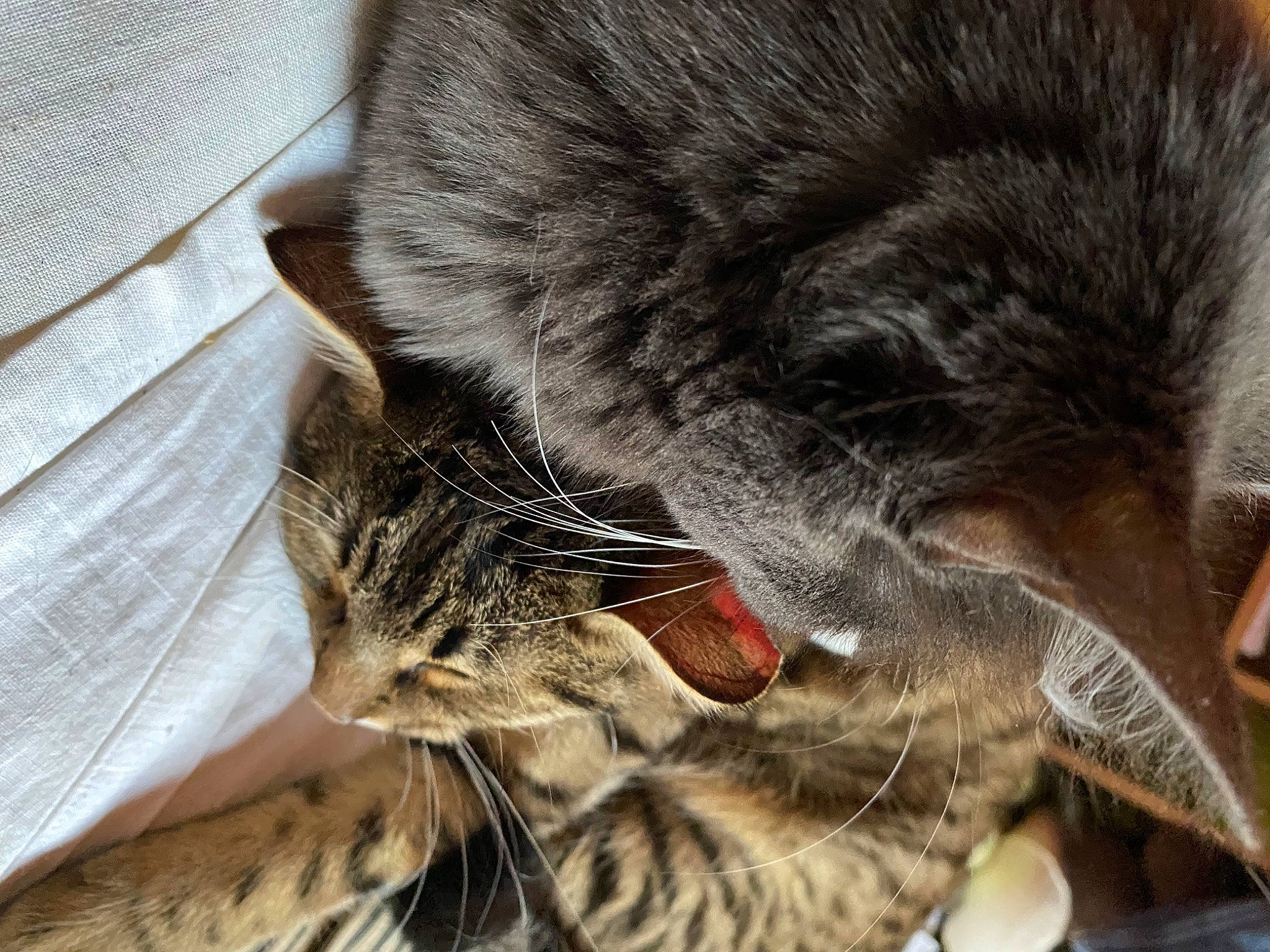 Cookies participe au concours pour gagner de l'argent avec cette photo : carnivore, cat, claw, close_up, comfort, domestic_short_haired_cat, felidae, foot, fur, linens, nap, paw, sleep, small_to_medium_sized_cats, snout, tail, terrestrial_animal, whiskers, wildlife