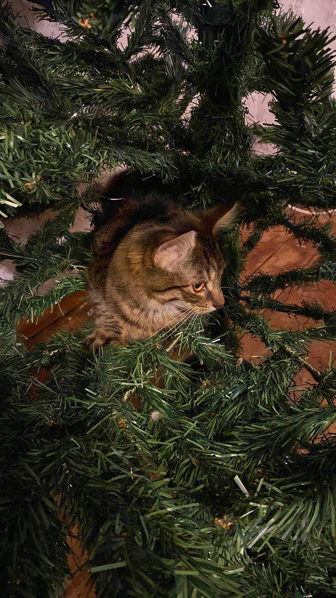 Cookies a rejoint le concours — aidez-le/la à gagner de superbes lots ! carnivore, cat, christmas_decoration, christmas_ornament, christmas_tree, event, evergreen, fawn, felidae, fur, grass, holiday, larch, plant, shortstraw_pine, small_to_medium_sized_cats, tail, twig, whiskers, wood