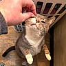 cat, close_up, domestic, feline, fur, hand, home, human_hand, indoor, laundry_basket, looking_up, paw, paws_up, pet, petting, playful, portrait, reaching_up, tile_floor, whiskers