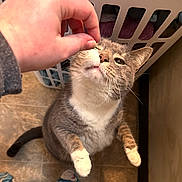 Penny is registered to the contest to win money with this photo: cat, close_up, domestic, feline, fur, hand, home, human_hand, indoor, laundry_basket, looking_up, paw, paws_up, pet, petting, playful, portrait, reaching_up, tile_floor, whiskers