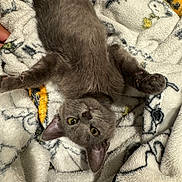 Monty joined the competition — help win amazing prizes! animal, blanket, cat, cozy, cute, domestic_cat, fur, furry, gray_cat, indoor, kitten, looking_at_camera, lying_down, paws, pet, relaxed, sleepy, soft, whiskers, young_cat