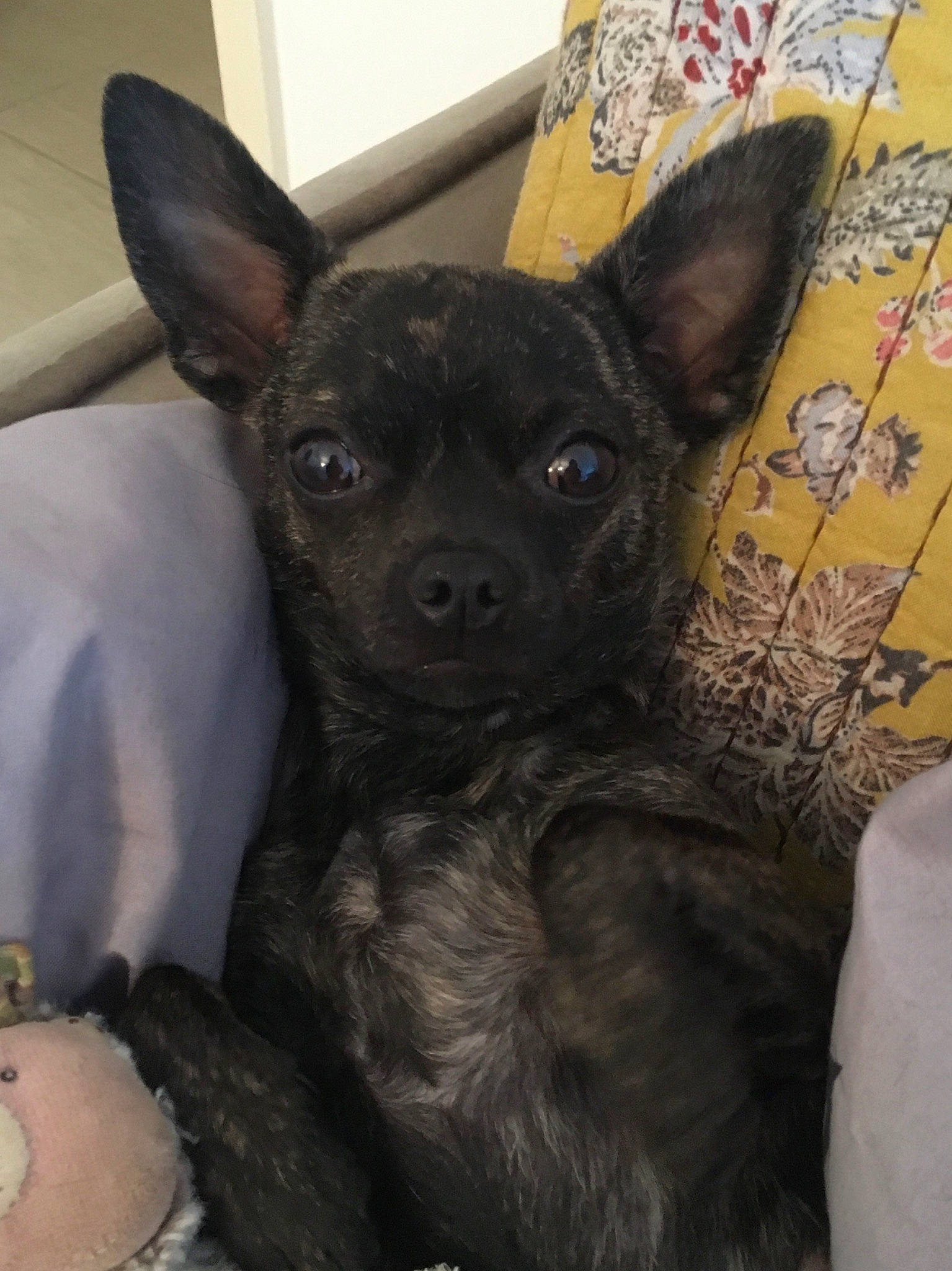 Moly a rejoint le concours — aidez-le/la à gagner de superbes lots ! canidae, carnivore, chihuahua, dog, dog_breed, english_toy_terrier, mammal, non_sporting_group, prazsky_krysarik, puppy, rare_breed_dog, snout, sporting_group, vertebrate