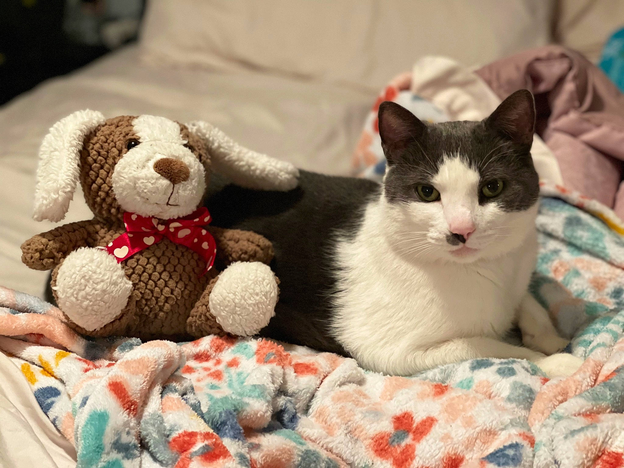 Romeo joined the competition — help win amazing prizes! carmine, carnivore, cat, comfort, couch, domestic_short_haired_cat, felidae, fur, linens, pattern, paw, plush, room, small_to_medium_sized_cats, tail, textile, toy, whiskers, white, wool