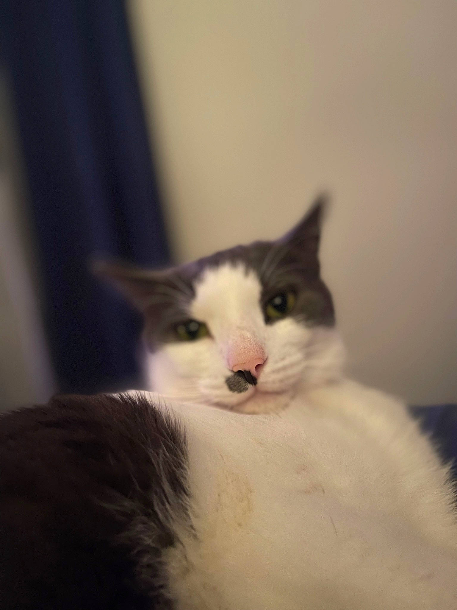 Romeo joined the competition — help win amazing prizes! carnivore, cat, comfort, domestic_short_haired_cat, ear, eye, felidae, fur, iris, monochrome_photography, small_to_medium_sized_cats, snout, tail, whiskers, window, wood