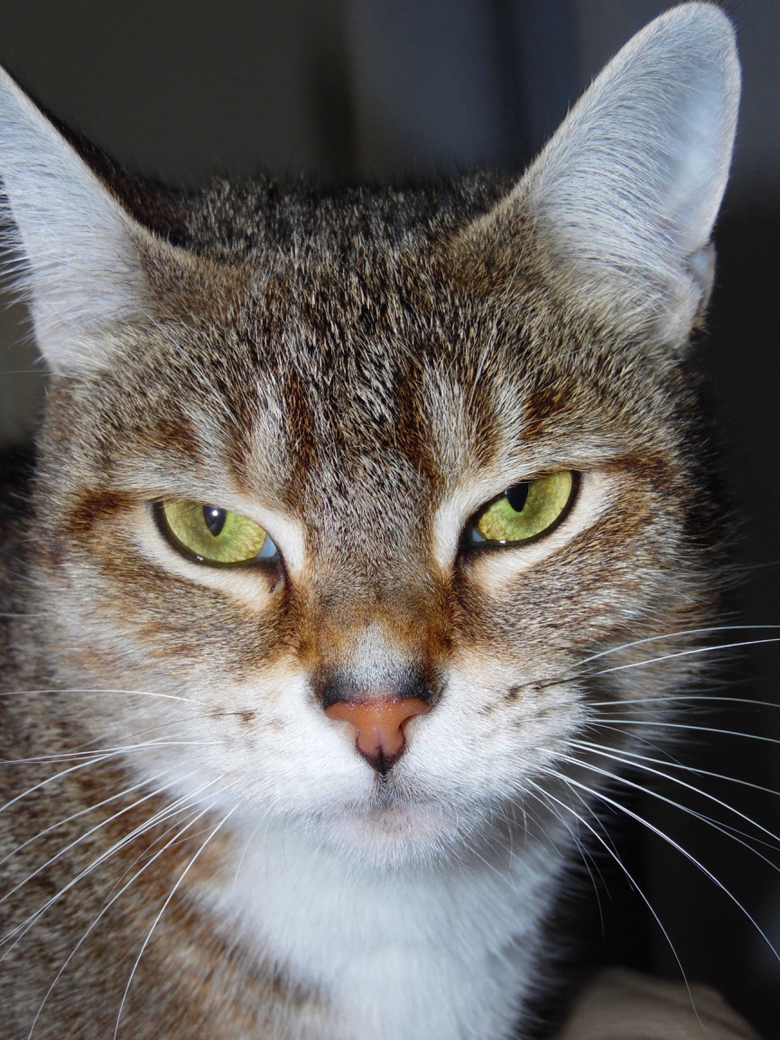 Tessa participe au concours pour gagner de l'argent avec cette photo : carnivore, cat, close_up, domestic_short_haired_cat, felidae, fur, grass, small_to_medium_sized_cats, snout, terrestrial_animal, whiskers, wildlife