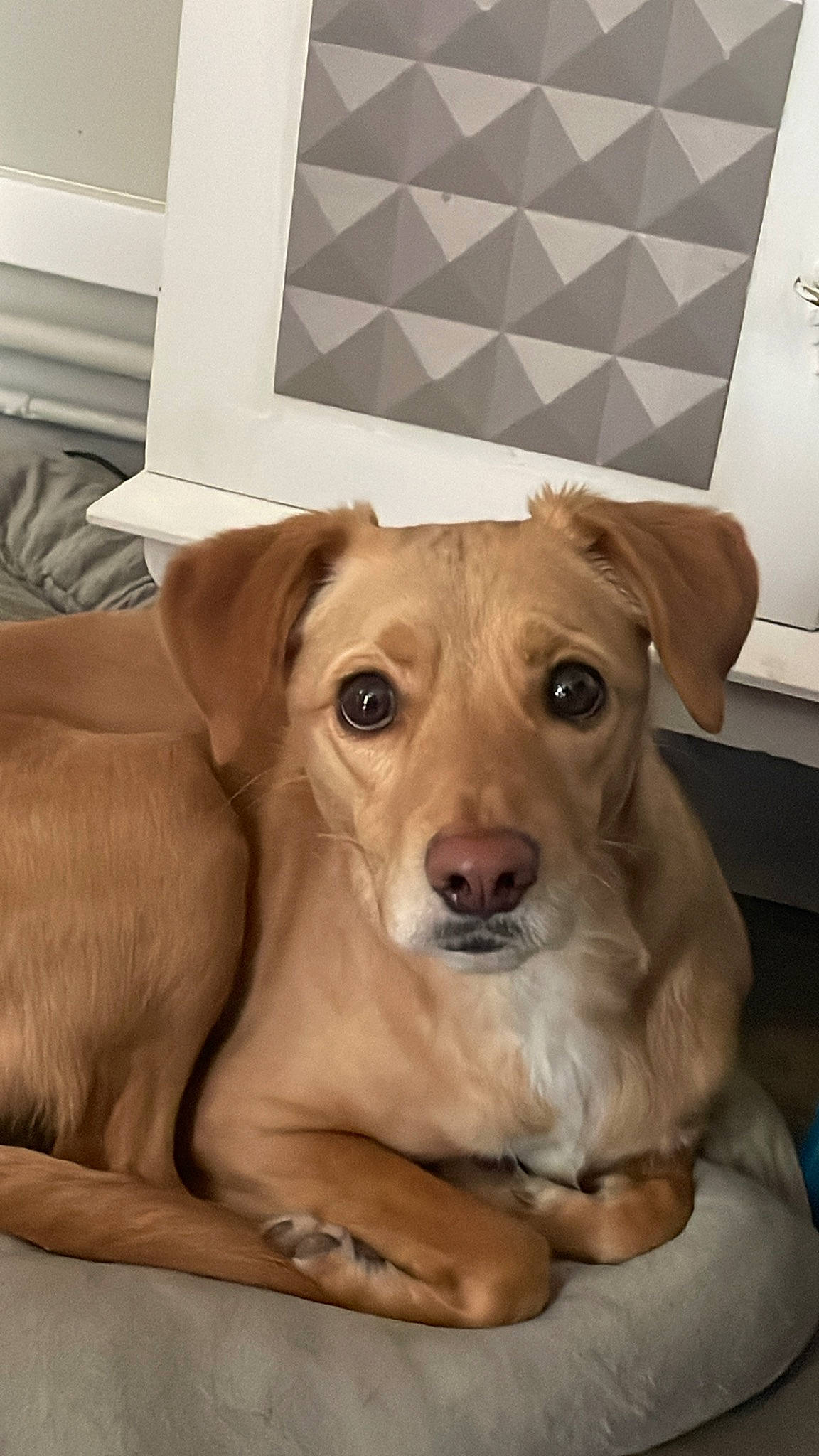 Scott participe au concours pour gagner de l'argent avec cette photo : canidae, carnivore, companion_dog, dog, dog_breed, dog_clothes, dog_supply, fawn, flooring, fur, hardwood, liver, mammal, pet_supply, puppy, snout, sporting_group, whiskers, wood, working_animal