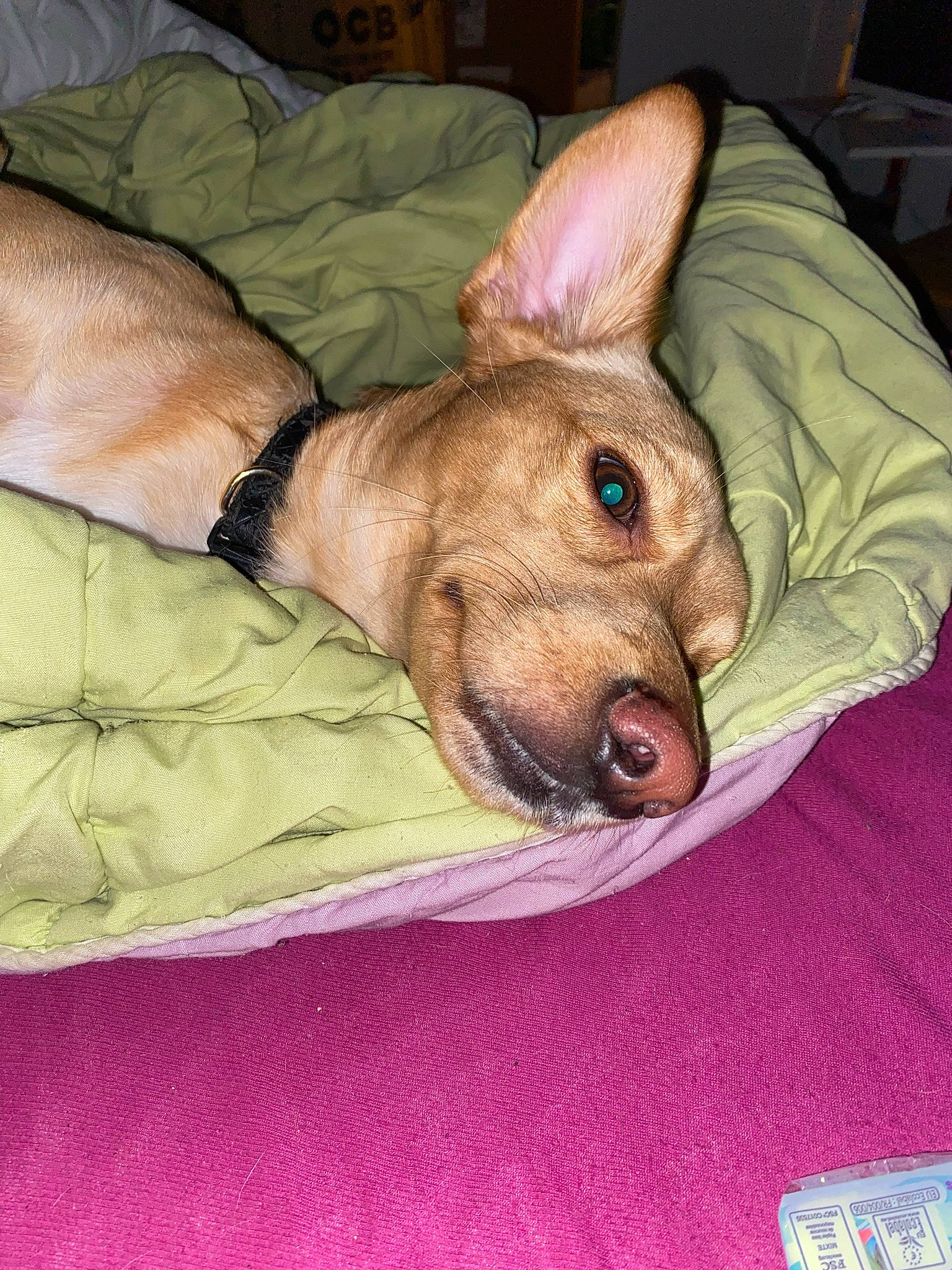 Scott participe au concours pour gagner de l'argent avec cette photo : canidae, carnivore, comfort, companion_dog, dog, dog_breed, dog_supply, ear, fawn, fur, linens, magenta, nap, sleep, snout, sporting_group, toy_dog, watch, whiskers, wrinkle