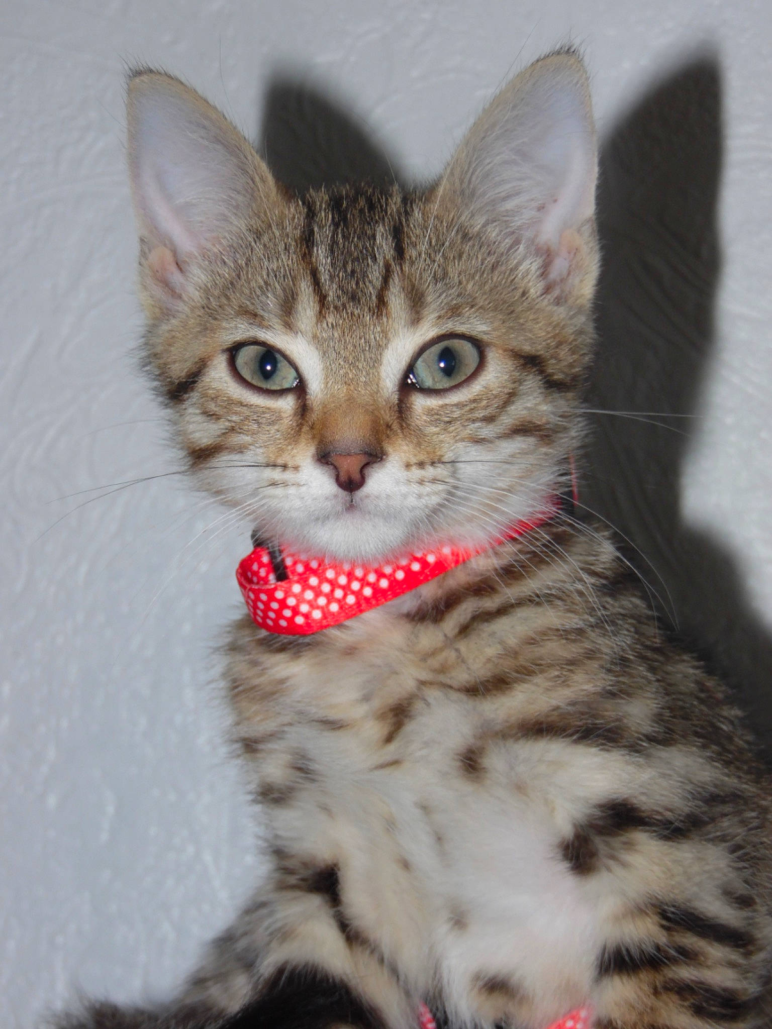 Raven participe au concours pour gagner de l'argent avec cette photo : carnivore, cat, claw, domestic_short_haired_cat, felidae, fur, paw, small_to_medium_sized_cats, snout, terrestrial_animal, whiskers