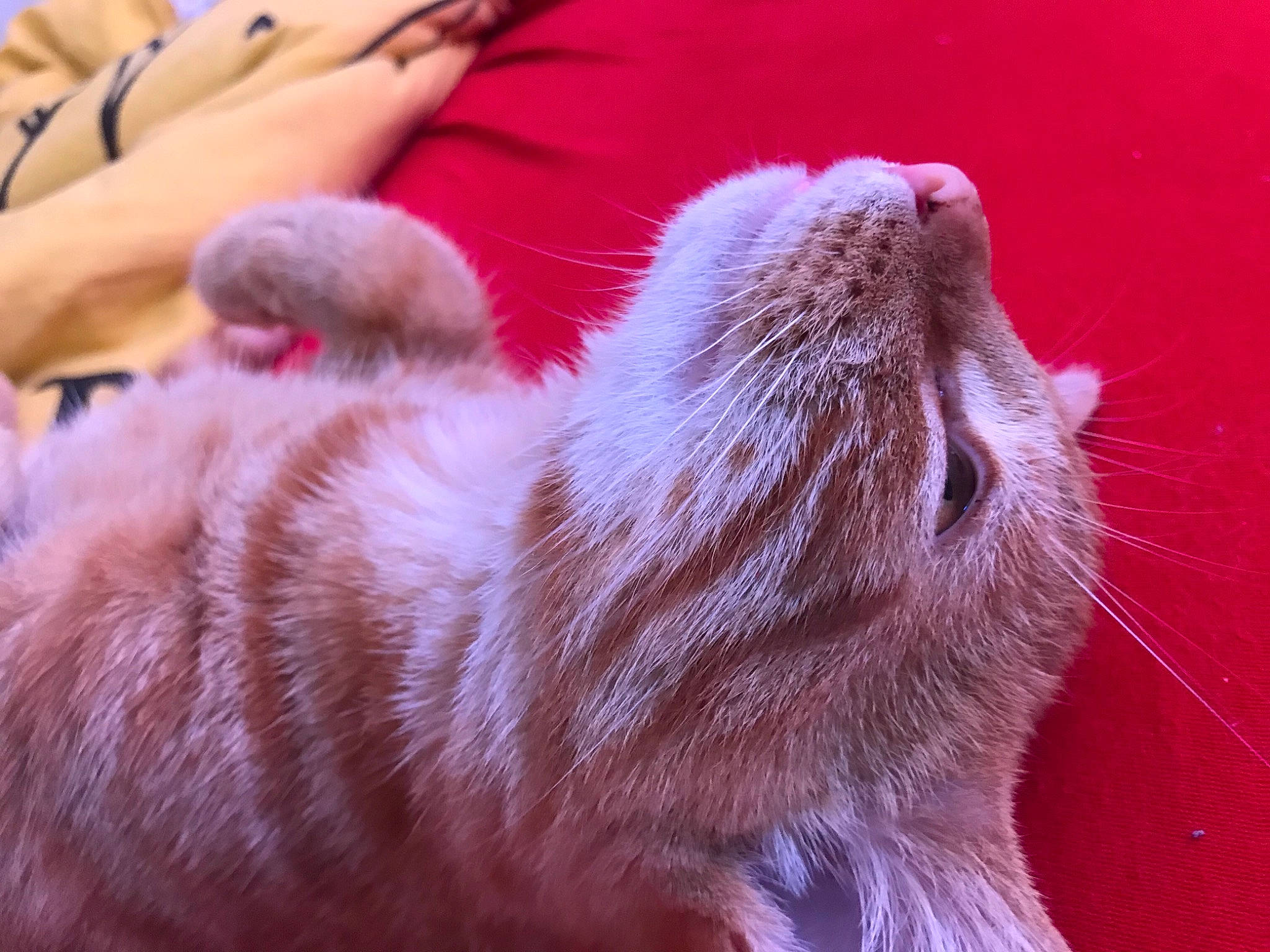 Rio a rejoint le concours — aidez-le/la à gagner de superbes lots ! carnivore, cat, claw, fawn, felidae, fur, kitten, mammal, nose, small_to_medium_sized_cats, snout, vertebrate, whiskers