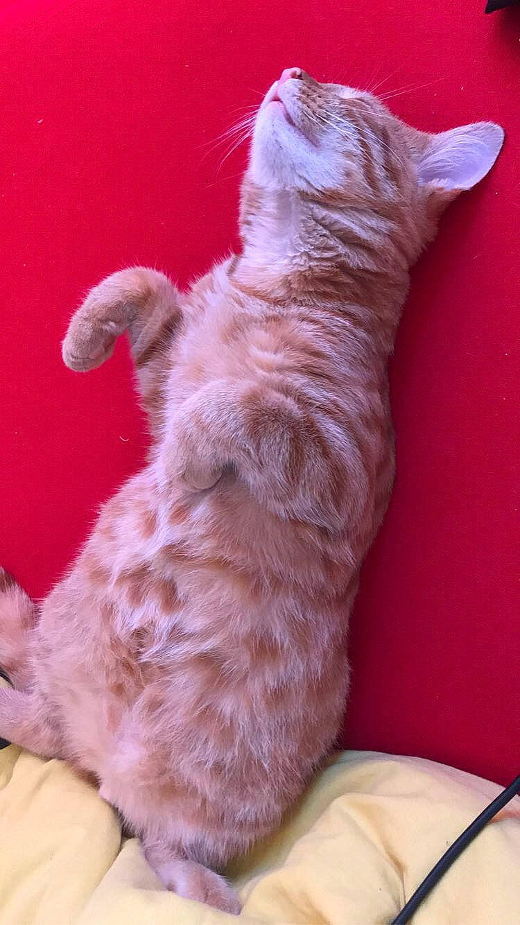 Rio a rejoint le concours — aidez-le/la à gagner de superbes lots ! carnivore, cat, european_shorthair, fawn, felidae, fur, german_rex, kitten, laperm, mammal, selkirk_rex, small_to_medium_sized_cats, tail, whiskers