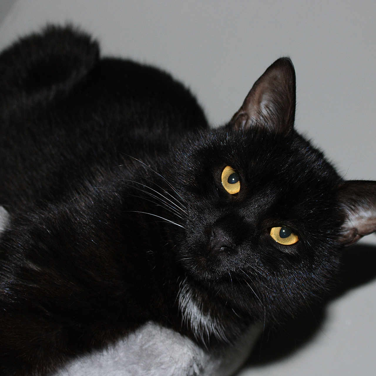 Noctali participe au concours pour gagner de l'argent avec cette photo : abyssinian, animal, blackcat, cat, kitten, manx, pet