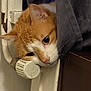 Newt participe au concours pour gagner de l'argent avec cette photo : cat, orange_cat, white_cat, radiator, valve, curtain, indoor, resting, close_up, pet, feline, whiskers, curious, cozy, home, fur, animal, cute, portrait, relaxed