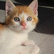 Newt a rejoint le concours — aidez-le/la à gagner de superbes lots ! kitten, cat, orange_and_white, blue_eyes, close_up, sunlight, floor, tile, pet, animal, cute, whiskers, paws, young, indoor, feline, curious, small, fur, domestic