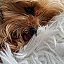 affenpinscher, animal, ball, bodypart, canine, dog, face, head, mouth, person, pet, photography, portrait, puppy, sleeping, sport, tennis, tennisball, terrier, whitedog