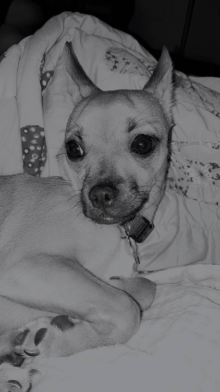 Apollo is registered to the contest to win money with this photo: canidae, carnivore, chest, chihuahua, comfort, companion_dog, dog, dog_breed, ear, fawn, fur, head, linens, monochrome, monochrome_photography, snout, sporting_group, toy_dog, whiskers, working_animal