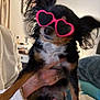Chica is registered to the contest to win money with this photo: dog, small_dog, heart_shaped_sunglasses, pink_sunglasses, fluffy_ears, black_fur, brown_fur, white_fur, pet, indoor, person_holding_dog, hand, robe, living_room, blurred_background, couch, decor, casual, cute, funny