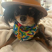 Chica joined the competition — help win amazing prizes! dog, small_dog, bandana, hat, pet, cute, cozy, blanket, indoor, fur, animal, resting, closeup, portrait, colorful, accessory, cute_pet, domestic_animal, looking, cute_face