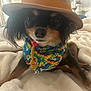dog, small_dog, bandana, hat, pet, cute, cozy, blanket, indoor, fur, animal, resting, closeup, portrait, colorful, accessory, cute_pet, domestic_animal, looking, cute_face