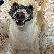 Courage is registered to the contest to win money with this photo: dog, scrunchie, pet, bedspread, floral_pattern, animal, cute, sitting, playful, ears, snout, white, tan, fur, indoor, smiling, teeth, looking_up, domestic_animal, canine