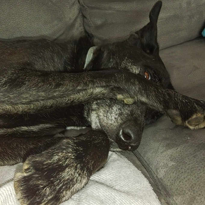 Lucky participe au concours pour gagner de l'argent avec cette photo : animal, architecture, ball, building, canine, couch, cushion, dog, furniture, homedecor, hound, indoors, linen, person, pet, puppy, sleeping, sport, tennis, tennisball