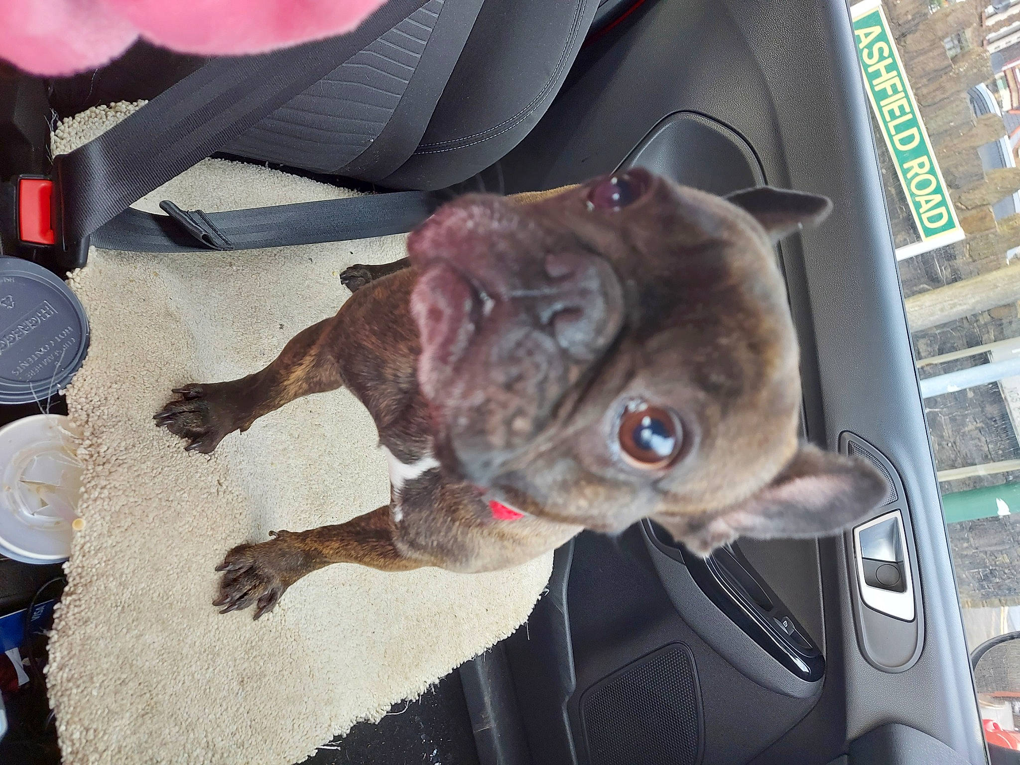 Luna joined the competition — help win amazing prizes! auto_part, car, carnivore, collar, companion_dog, dog, dog_breed, dog_collar, kitchen_utensil, leash, liver, pug, scissors, sporting_group, vehicle, vehicle_door, whiskers, windshield, working_animal, wrinkle