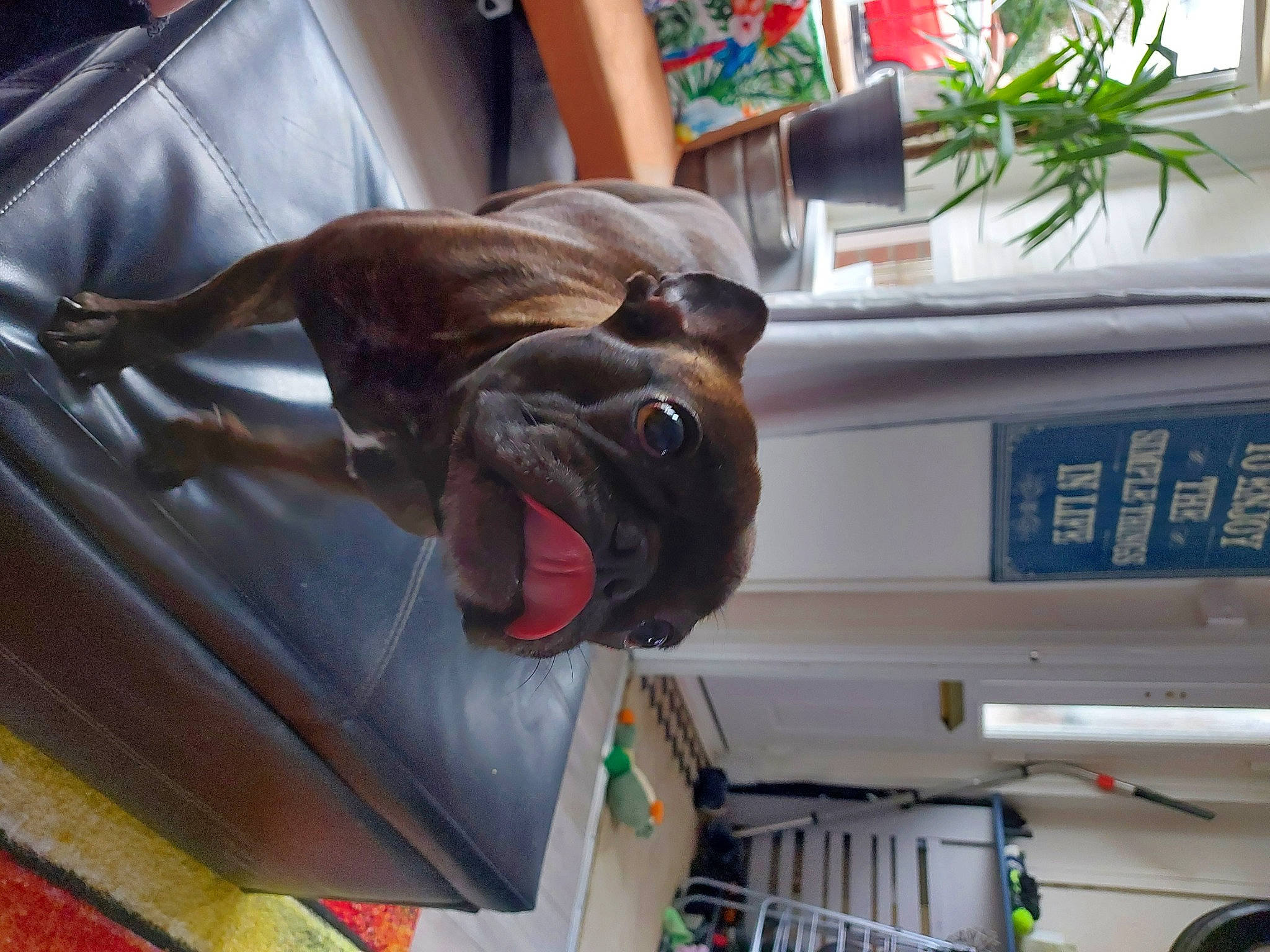 Luna is registered to the contest to win money with this photo: automotive_exterior, carnivore, comfort, companion_dog, dog, dog_breed, dog_collar, fawn, house, houseplant, liver, motor_vehicle, plant, room, snout, vehicle, vehicle_door, wood, working_animal, wrinkle