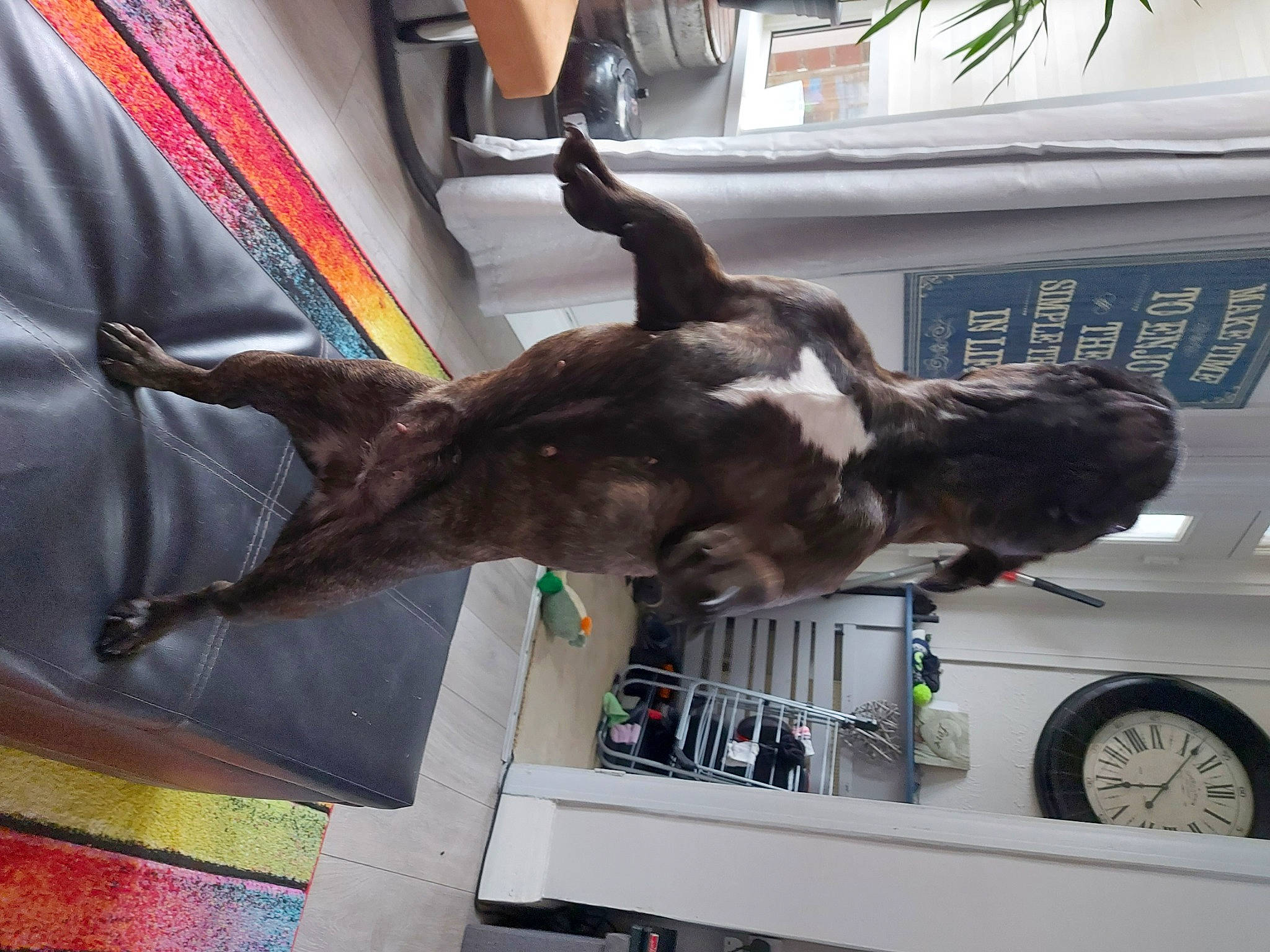 Luna joined the competition — help win amazing prizes! art, automotive_tire, canidae, carnivore, clock, dog_breed, felidae, fur, liver, plant, sculpture, sporting_group, tail, tie, tire, vehicle, vehicle_door, wheel, windshield, working_animal